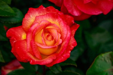 Çiçek açan güzel kokulu gül. Washington Park Gül Bahçesi, Portland, Oregon