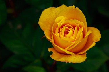 Çiçek açan güzel kokulu gül. Washington Park Gül Bahçesi, Portland, Oregon