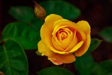 Çiçek açan güzel kokulu gül. Washington Park Gül Bahçesi, Portland, Oregon