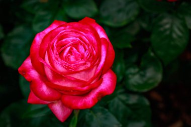 Çiçek açan güzel kokulu gül. Washington Park Gül Bahçesi, Portland, Oregon