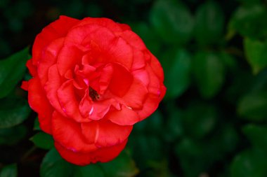 Çiçek açan güzel kokulu gül. Washington Park Gül Bahçesi, Portland, Oregon