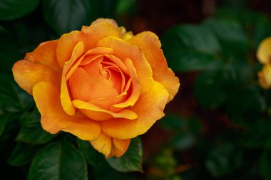 Çiçek açan güzel kokulu gül. Washington Park Gül Bahçesi, Portland, Oregon