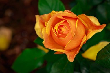 Çiçek açan güzel kokulu gül. Washington Park Gül Bahçesi, Portland, Oregon