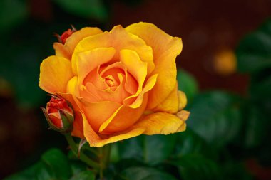 Çiçek açan güzel kokulu gül. Washington Park Gül Bahçesi, Portland, Oregon