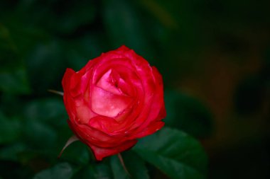 Çiçek açan güzel kokulu gül. Washington Park Gül Bahçesi, Portland, Oregon