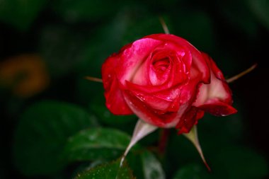 Çiçek açan güzel kokulu gül. Washington Park Gül Bahçesi, Portland, Oregon