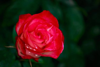 Çiçek açan güzel kokulu gül. Washington Park Gül Bahçesi, Portland, Oregon