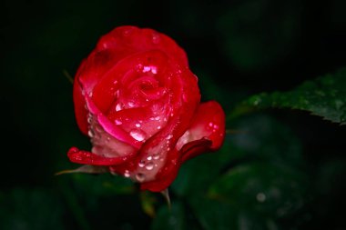 Çiçek açan güzel kokulu gül. Washington Park Gül Bahçesi, Portland, Oregon