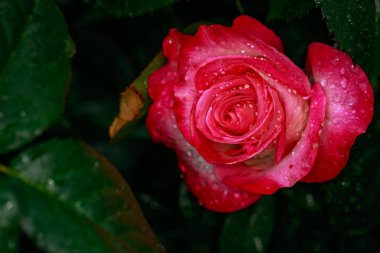 Çiçek açan güzel kokulu gül. Washington Park Gül Bahçesi, Portland, Oregon