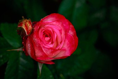 Çiçek açan güzel kokulu gül. Washington Park Gül Bahçesi, Portland, Oregon