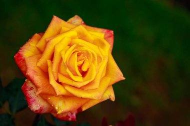 Çiçek açan güzel kokulu gül. Washington Park Gül Bahçesi, Portland, Oregon