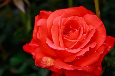 Çiçek açan güzel kokulu gül. Washington Park Gül Bahçesi, Portland, Oregon