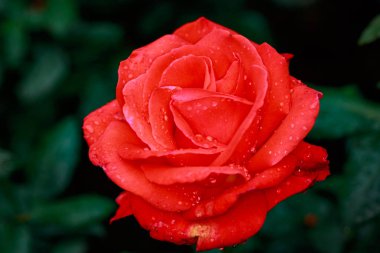 Çiçek açan güzel kokulu gül. Washington Park Gül Bahçesi, Portland, Oregon