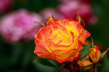 Çiçek açan güzel kokulu gül. Washington Park Gül Bahçesi, Portland, Oregon