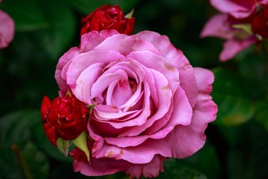 Çiçek açan güzel kokulu gül. Washington Park Gül Bahçesi, Portland, Oregon