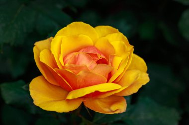 Çiçek açan güzel kokulu gül. Washington Park Gül Bahçesi, Portland, Oregon