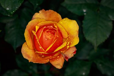 Çiçek açan güzel kokulu gül. Washington Park Gül Bahçesi, Portland, Oregon