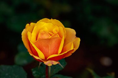 Çiçek açan güzel kokulu gül. Washington Park Gül Bahçesi, Portland, Oregon