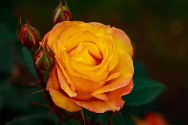 Çiçek açan güzel kokulu gül. Washington Park Gül Bahçesi, Portland, Oregon