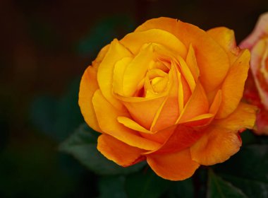 Çiçek açan güzel kokulu gül. Washington Park Gül Bahçesi, Portland, Oregon