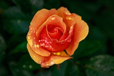 Çiçek açan güzel kokulu gül. Washington Park Gül Bahçesi, Portland, Oregon