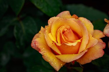 Çiçek açan güzel kokulu gül. Washington Park Gül Bahçesi, Portland, Oregon