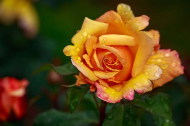 Çiçek açan güzel kokulu gül. Washington Park Gül Bahçesi, Portland, Oregon