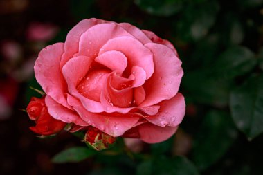 Çiçek açan güzel kokulu gül. Washington Park Gül Bahçesi, Portland, Oregon