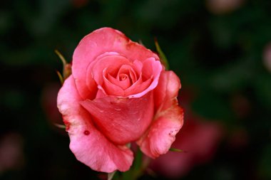 Çiçek açan güzel kokulu gül. Washington Park Gül Bahçesi, Portland, Oregon