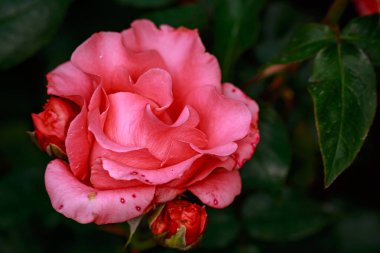 Çiçek açan güzel kokulu gül. Washington Park Gül Bahçesi, Portland, Oregon