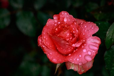 Çiçek açan güzel kokulu gül. Washington Park Gül Bahçesi, Portland, Oregon