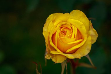 Çiçek açan güzel kokulu gül. Washington Park Gül Bahçesi, Portland, Oregon