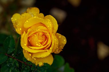 Çiçek açan güzel kokulu gül. Washington Park Gül Bahçesi, Portland, Oregon