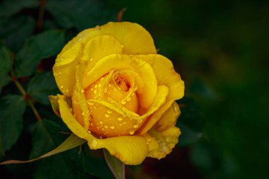 Çiçek açan güzel kokulu gül. Washington Park Gül Bahçesi, Portland, Oregon