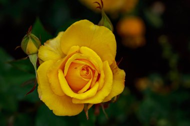 Çiçek açan güzel kokulu gül. Washington Park Gül Bahçesi, Portland, Oregon