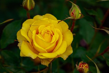 Çiçek açan güzel kokulu gül. Washington Park Gül Bahçesi, Portland, Oregon