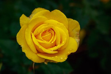 Çiçek açan güzel kokulu gül. Washington Park Gül Bahçesi, Portland, Oregon