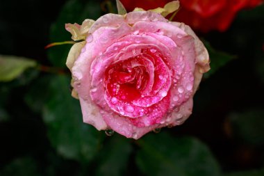 Çiçek açan güzel kokulu gül. Washington Park Gül Bahçesi, Portland, Oregon