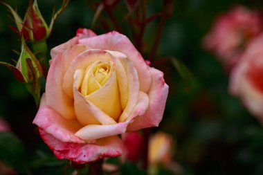Çiçek açan güzel kokulu gül. Washington Park Gül Bahçesi, Portland, Oregon