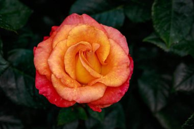 Çiçek açan güzel kokulu gül. Washington Park Gül Bahçesi, Portland, Oregon