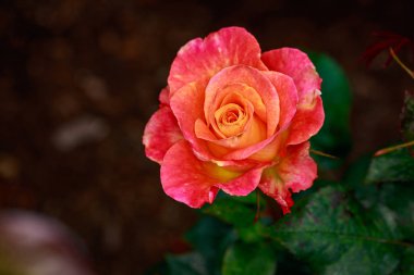 Çiçek açan güzel kokulu gül. Washington Park Gül Bahçesi, Portland, Oregon