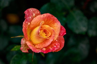 Çiçek açan güzel kokulu gül. Washington Park Gül Bahçesi, Portland, Oregon