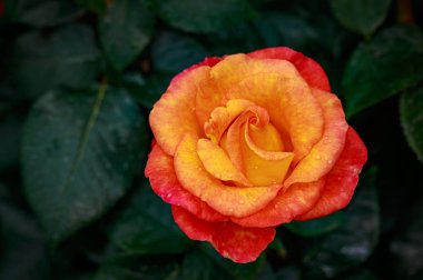 Çiçek açan güzel kokulu gül. Washington Park Gül Bahçesi, Portland, Oregon