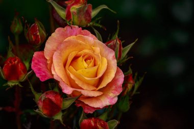 Çiçek açan güzel kokulu gül. Washington Park Gül Bahçesi, Portland, Oregon