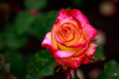 Çiçek açan güzel kokulu gül. Washington Park Gül Bahçesi, Portland, Oregon