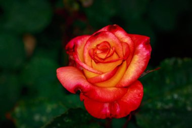 Çiçek açan güzel kokulu gül. Washington Park Gül Bahçesi, Portland, Oregon