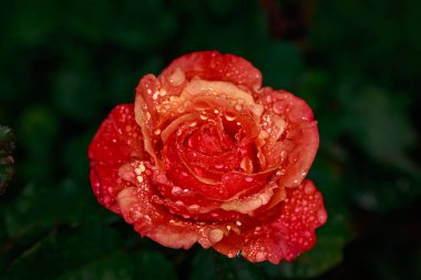 Çiçek açan güzel kokulu gül. Washington Park Gül Bahçesi, Portland, Oregon