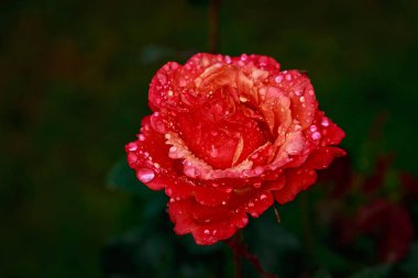 Çiçek açan güzel kokulu gül. Washington Park Gül Bahçesi, Portland, Oregon