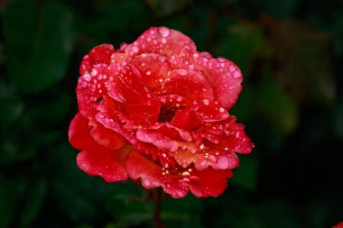 Çiçek açan güzel kokulu gül. Washington Park Gül Bahçesi, Portland, Oregon
