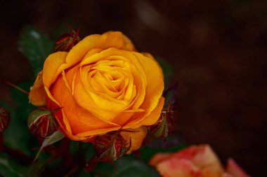 Çiçek açan güzel kokulu gül. Washington Park Gül Bahçesi, Portland, Oregon